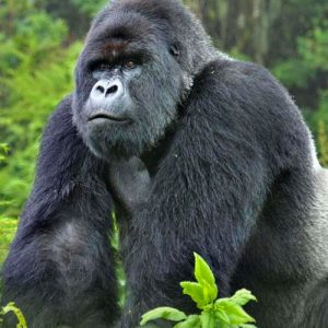 3-Day-Gorilla-Trekking-Uganda-Gorilla-Safari