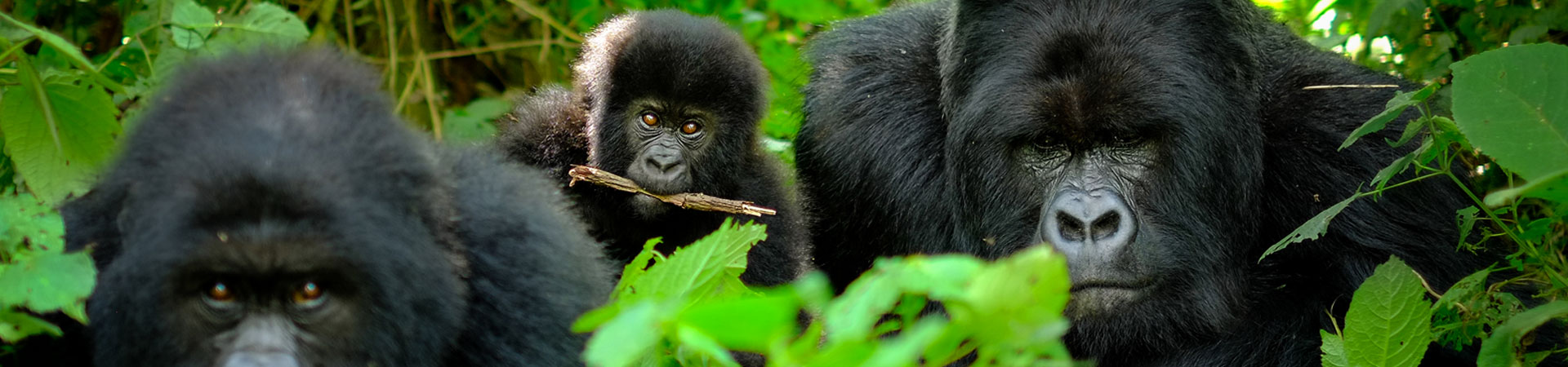 3-Day-Gorilla-Trekking-Uganda-Gorilla-Safaris