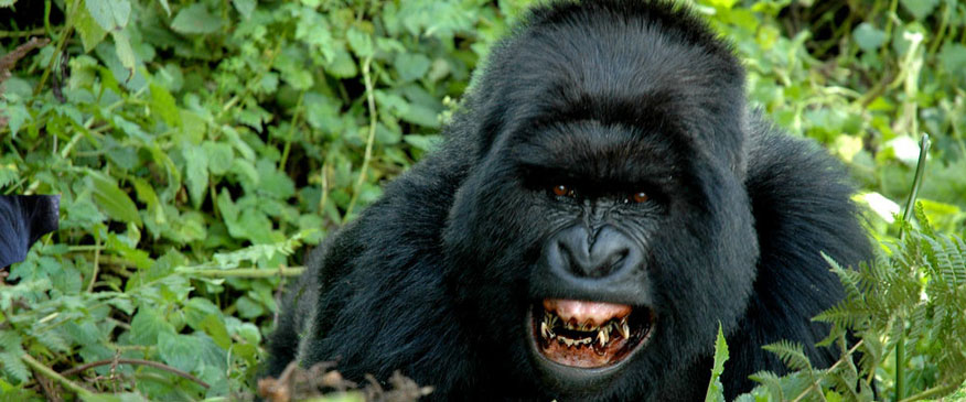 3-Days-Gorilla-trekking-to-Bwindi