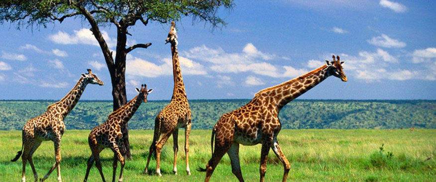 4-Days-Tanzania-Camping-Safari.