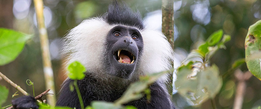 6-Days-Trip-Rwanda-Safari-in-Nyungwe