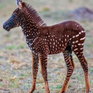 7-Days-Migration-Polka-zebra