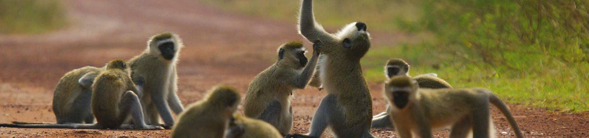 7-Days-Monkey-Akagera-National-Park