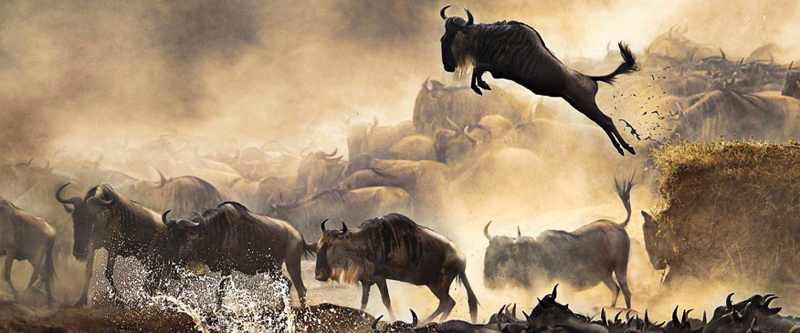 7-Days-wildebeest-Migration