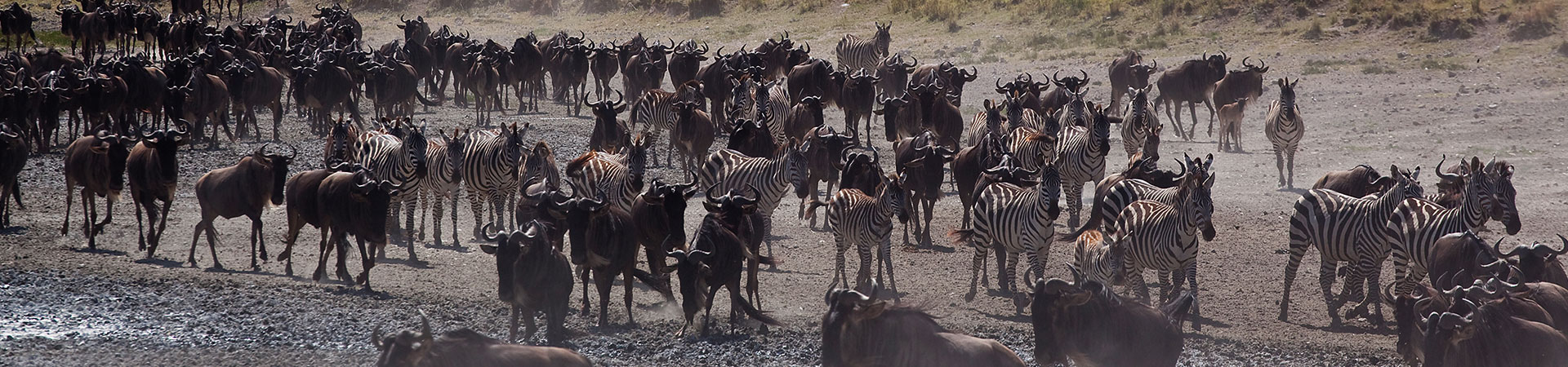 7-Days-wildebeests-Migration