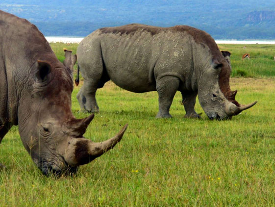 Rhino-East-Africa