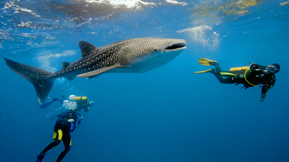 Scuba-Diving-Tour-Zanzibar