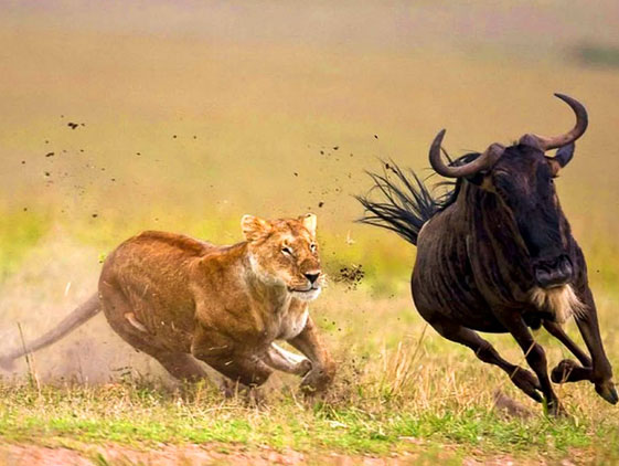Tailor-Made-8-Days-Tanzania-Safari-big-5-&-Zanzibar-Beach-Holiday