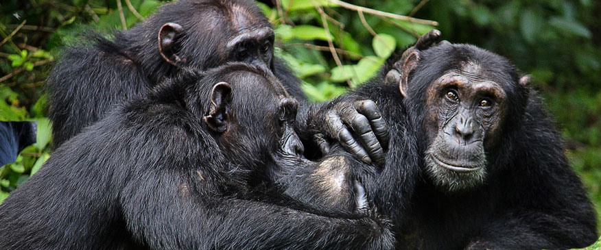 Uganda-7-Days-Primates-and-Wildlife-Safari-chimpanzee