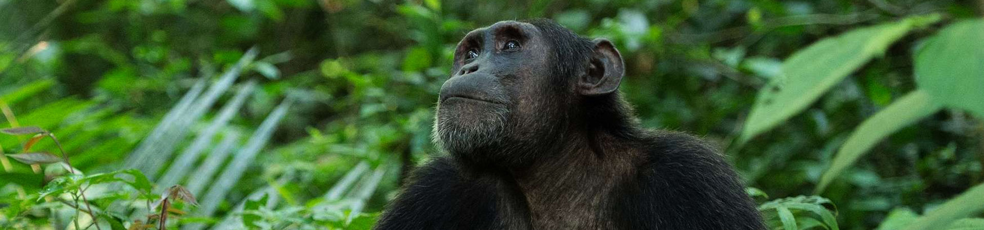 Uganda-7-Days-Primates-and-Wildlife-Safaris-chimpanzee