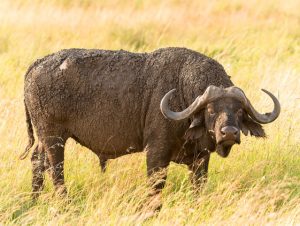 buffalo-East-Africa-Safaris