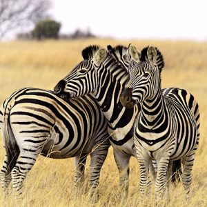 MOUNT MERU NATIONAL PARK