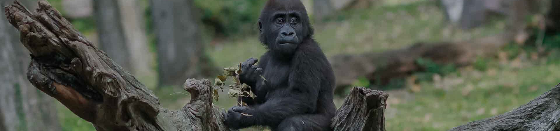 6-Days-Gorillas-Wildlife-and-forest-Walks-Uganda