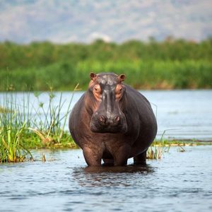 9-Days-Uganda-Apes-Safari-Hippo