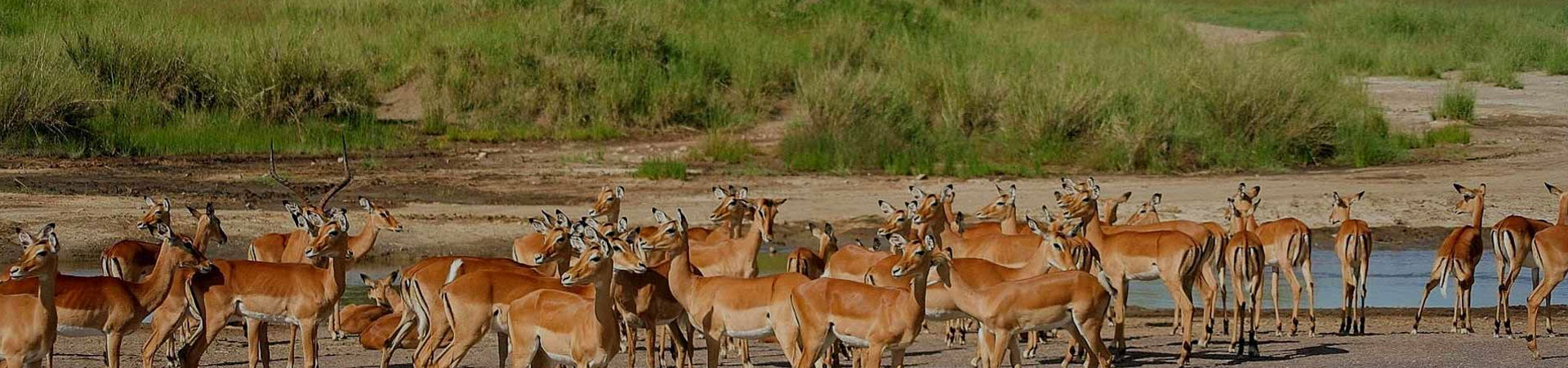 Arusha-National-Park-Gazelle