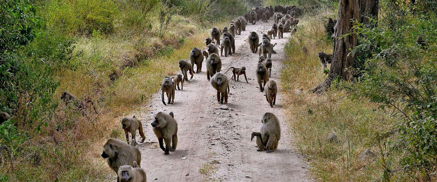 Baboon-Lake-Manyara