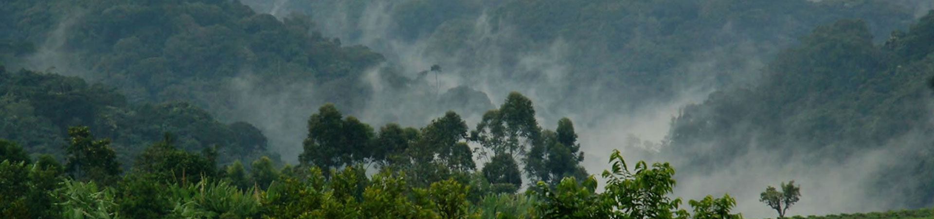 Bwindi-Forest-Uganda-Destination