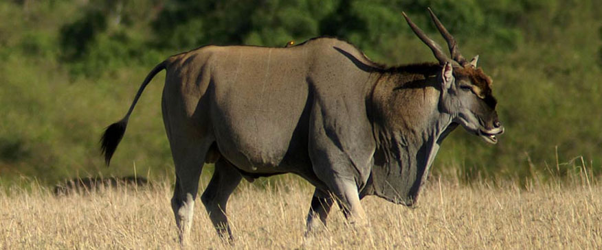 Eland-Selous-Game-Reserve