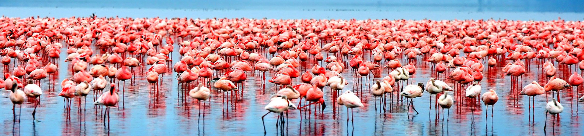 Flamingo-in-lake-manyara