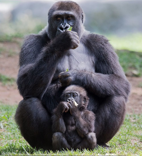 Gorilla-Mother-Child-Uganda