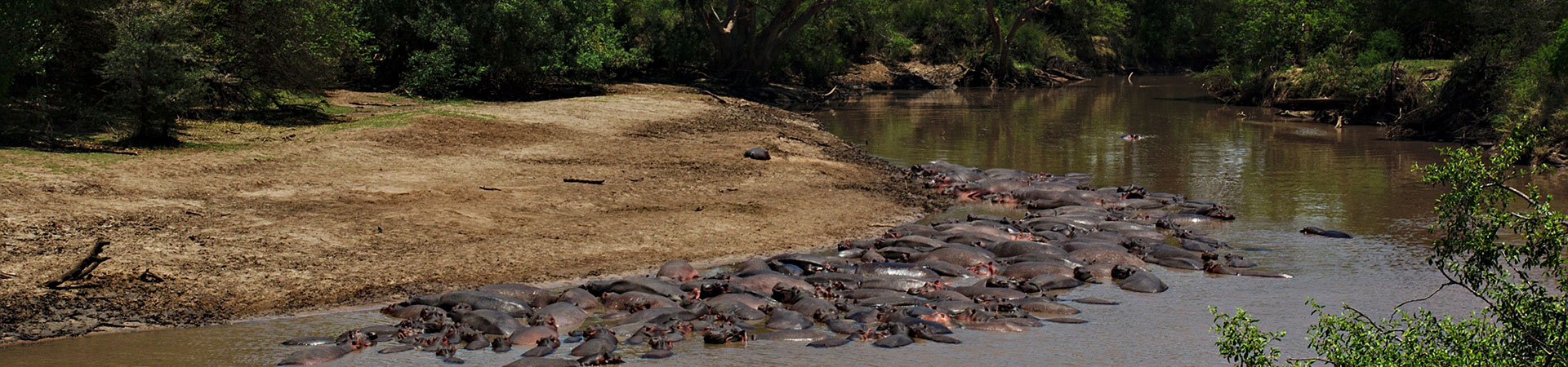 Hippo-in-Serengeti