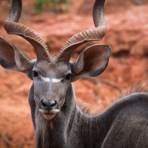 Kudu-Serengeti-Destination