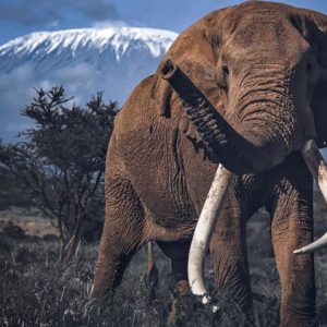 MOUNT-KILIMANJARO-NATIONAL-PARK