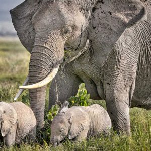 THE-TARANGIRE-NATIONAL-PARK