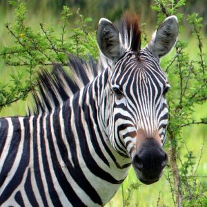 Zebra-Lake-Mburo-8-Days-Uganda-Safaris